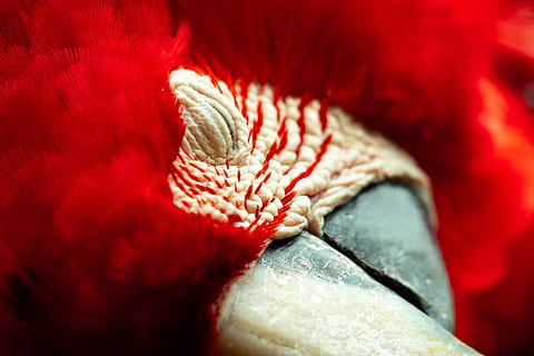 beige Textil, rot, Tier, Tierthemen, ein Tier, Nahansicht, Vogel, Tierkörperteil, Wirbeltier, keine Leute, Vieh, Haustiere, männliches Tier, selektiver Fokus, Hühnchen - Vogel, inländisch, extreme Nahaufnahme, Säugetier, Hahn, Studioaufnahme, Tierkopf, 5K, CC0, gemeinfrei, lizenzfrei