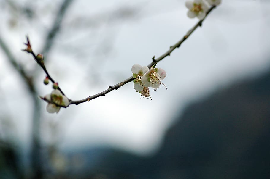 flors blanques, branca, flor, planta, arbre, centrar-se en primer pla, bellesa a la natura, primer pla, hivern, naturalesa, cap gent, dia, temperatura de fred, fragilitat, creixement, congelat, a l'aire lliure, neu, enfocament selectiu, vulnerabilitat, gel, salze, primavera, 2K