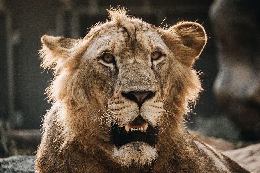 leul brun, animale tematice, animal, un animal, felin, animale în sălbăticie, mamifer, pisică, animale sălbatice, leu - felina, să se concentreze asupra primelor elemente, a închide, animale vertebrate, nici o persoana, Carnivora, zi, portret, pisica mare, cap de animal, partea corpului animalului, mustăţi, gura deschisa, agresiune, 5K
