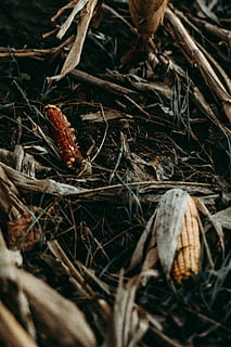 semi marroni, cibo, verdura, produrre, pianta, grano, Mais, flora, animale, invertebrato, aragosta, frutti di mare, vita marina, ragno, insetto, ragno di giardino, aracnide, albero, conifera, abete rosso, scricciolo, messa a fuoco selettiva, avvicinamento, natura, asciutto, giorno, terra, nessuno, fauna selvatica, animali allo stato selvatico, ramoscello, all'aperto, temi animali, campo, un animale, vista dall'alto, foresta, bastone - parte vegetale, 5K, CC0, dominio pubblico, privo di copyright
