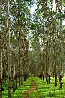 árvore de borracha, seringueiras, borracha, árvore, látex, plantação, kanchanaburi, tailândia, plantar, tranquilidade, terra, cena tranquila, tronco de árvore, tronco, crescimento, floresta, dia, beleza na natureza, natureza, cor verde, ninguém, grama, Treelined, panorama, scenics - natureza, em uma sequência, meio Ambiente, ao ar livre, bambu - planta, 5K, CC0, domínio público, royalty free