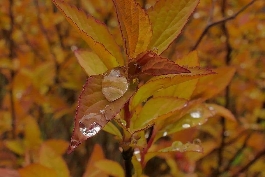Tau, Regen, fallen, Wasser, Garten, Pflanze, Blatt, Herbst, Pflanzenteil, Schönheit in der Natur, Nahansicht, Wachstum, Veränderung, Natur, keine Leute, Tag, Baum, Fokus auf den Vordergrund, draußen, Blume, nass, blühende Pflanze, Gelb, Blätter, Ahornblatt, Herbstkollektion, natürlicher Zustand, 5K