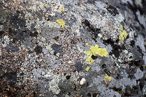 roccia, exappiah, strutturato, lichene, ruvido, fotogramma intero, sfondi, nessuno, avvicinamento, giorno, solido, messa a fuoco selettiva, modello, muschio, roccia - oggetto, natura, intemperie, caratteristica della parete, all'aperto, crescita, pianta, effetto strutturato, calcestruzzo, 5K, CC0, dominio pubblico, privo di copyright