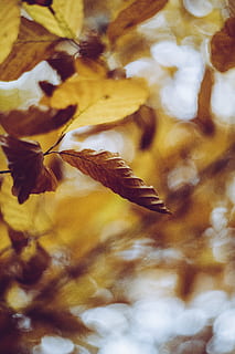 braunes Blatt, Pflanze, Blatt, Venen, Licht, Obst, Lebensmittel, Ananas, Blume, blühen, Boden, Frühling, Natur, Fackel, Sonnenlicht, Geländer, Grün, Blütenblatt, Herrlich, knallig, Nahansicht, Schönheit in der Natur, keine Leute, Wachstum, Fokus auf den Vordergrund, selektiver Fokus, Tag, Pflanzenteil, trocken, Zerbrechlichkeit, draußen, Muster, Frische, Verletzlichkeit, Vollbild, Hintergründe, Veränderung, Blätter, verwelkte Pflanze, 5K, CC0, gemeinfrei, lizenzfrei