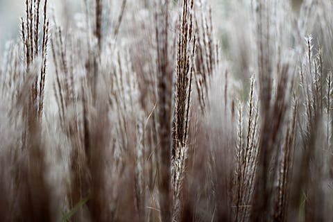 grey, macro, close-up, tiny, nature, focal, plant, selective focus, growth, agriculture, crop, field, cereal plant, land, no people, day, tranquility, wheat, beauty in nature, rural scene, full frame, backgrounds, brown, outdoors, stalk, 5K, CC0, public domain, royalty free