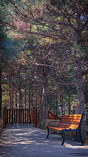 bosque, jardín, arboles, naturaleza, árbol, planta, asiento, banco, tronco de arbol, el maletero, ausencia, vacío, nadie, día, belleza en la naturaleza, tierra, parque, Banco del parque, rama, al aire libre, material de madera, sendero, 5K, CC0, dominio público, libre de derechos