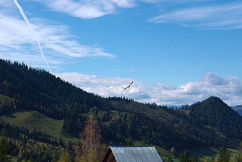 zdjęcie krajobrazu, drzewa, dom, chmury, światło dzienne, środowisko, latający, trawa, krajobraz, Góra, Natura, dach, sceniczny, niebo, Las, drzewo, chmura - niebo, roślina, scenics - natura, spokój, żadnych ludzi, piękno natury, spokojna scena, dzień, tematy zwierzęce, scena pozamiejska, jedno zwierzę, zwierzę, wylądować, 5K, CC0, domena publiczna, darmowe zdjęcia