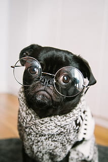 pug negre adult, envelliment, vell, estudiant, escola, entrenat, intel · ligent, intel · lectual, cadell, pug, gos, visió, vidre, Halloween, temes d'animals, un animal, mascotes, mamífer, nacional, animal, animals domèstics, a l'interior, caní, primer pla, ulleres, gots, cap gent, gos de tornada, vertebrats, retrat, petit, centrar-se en primer pla, cap d’animals, ull d’animals, bigotis, 5K, CC0, domini públic, lliure de regalies