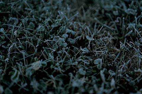 nature, tree, trees, grass, green, cold, fall, winter, december, snow, frost, frozen, ice, photography, leaves, brown, wallpaper, christmas, background, color, plant, selective focus, no people, full frame, backgrounds, growth, beauty in nature, land, day, tranquility, close-up, field, outdoors, cold temperature, plant part, leaf, 8K, CC0, public domain, royalty free