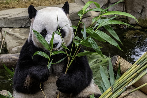 panda yeme yaprak, hayvan temaları, hayvan, memeli, bitki bölümü, Yaprak, bir hayvan, bitki, hayvan yaban hayatı, omurgalı, panda - hayvan, vahşi hayvanlar, doğa, insansız, bambu - bitki, yemek yiyor, dev panda, yeşil renk, ayı, gün, hayvanat bahçesi, 2K, CC0, kamu malı, telif ücretsiz