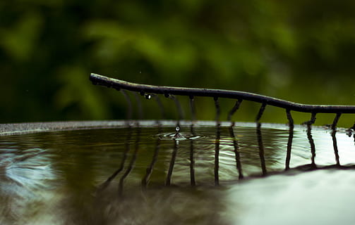 dråbe, vand, synkronisere, afspejling, grøn, selektiv fokusering, natur, sø, dag, tæt på, ingen mennesker, havnefronten, ro, plante, udendørs, skønhed i naturen, fokus på forgrunden, våd, træ, et dyr, dyr, renhed, 4K, CC0, offentligt domæne, royaltyfrie