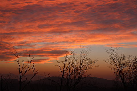 cel, posta de sol, núvols, paisatge, atmosfera, tarda, bella, il·luminació, escènic, sol, naturalesa, reflexió, color, color taronja, bellesa a la natura, escenics - natura, tranquil·litat, núvol - cel, escena tranquil·la, silueta, cap gent, planta, idíl·lic, escena no urbana, arbre, cel dramàtic, arbre nu, a l'aire lliure, vista d’angle baix, majestuós, cel romàntic, 5K, CC0, domini públic, lliure de regalies