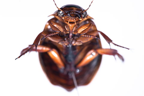 gândac de bucătărie, Madagascar, fundal, , izolat, murdar, înfiorător, alb, dăunător, maro, extermina, macro, infestare, picior, aripă, sâsâit, gunoier, gândac, insectă, urât, nevertebrat, un animal, animale sălbatice, elimina, partea corpului animalului, a închide, studio shot, fundal alb, animale în sălbăticie, extreme close-up, oameni, antena animală, emoţie, natură, mic, 1080P, CC0, domeniu public, fără drepturi de autor