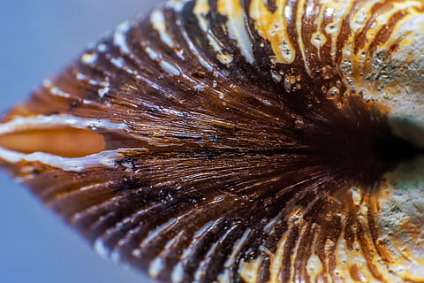 shell, primer pla, macro, naturalesa, món animal, estructura, patró, textura, mar, aigua, tret macro, fons de pantalla, fons, fons de la pantalla, marró, groc, negre, detall, animal, primer pla extrem, sota l'aigua, temes d'animals, fauna animal, cap gent, la vida marina, animals a la natura, invertebrat, marí, submarí, un animal, enfocament selectiu, menjar, bellesa a la natura, ecosistema, 5K, CC0, domini públic, lliure de regalies