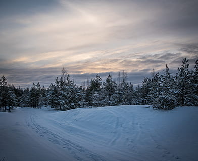 Zielony, las sosnowy, otoczony, kupa śniegu, chmury, zimno, świt, wieczór, zimozielony, mgła, zing, mróz, mroźny, mrożony, wzgórze, lód, lodowaty, krajobraz, Góra, Natura, park, ścieżka, Droga, scena, sceneria, sceniczny, pora roku, niebo, śnieg, śnieżny, zachód słońca, drzewa, pogoda, biały, zimowy, zimowy krajobraz, drewno, Las, zimna temperatura, drzewo, chmura - niebo, roślina, piękno natury, scenics - natura, spokojna scena, spokój, pokrycie, żadnych ludzi, środowisko, scena pozamiejska, biały kolor, wylądować, 5K, CC0, domena publiczna, darmowe zdjęcia