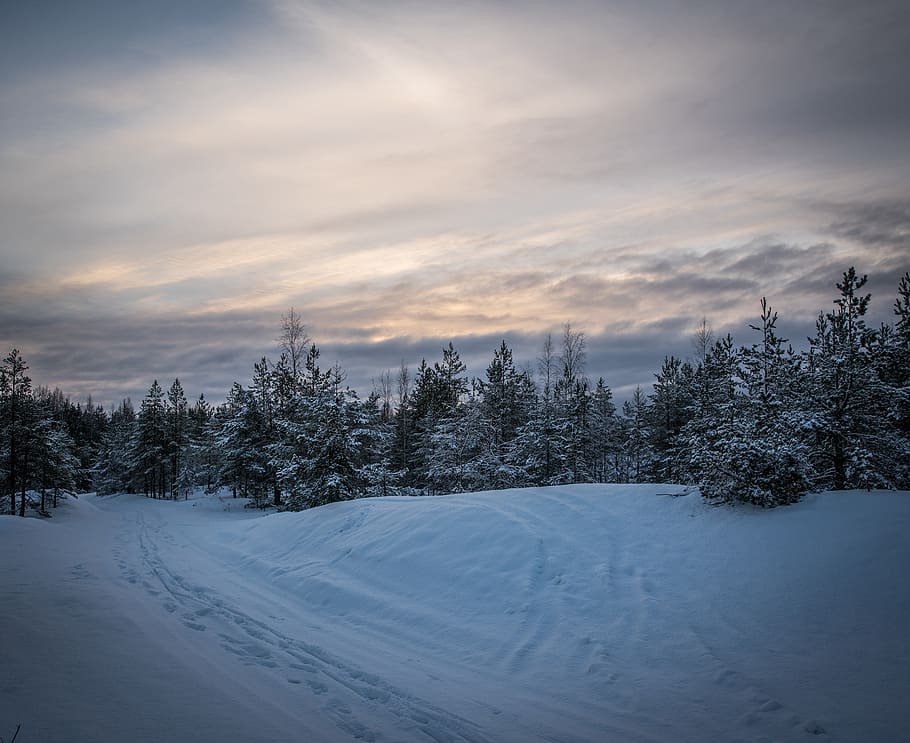 grøn, fyrretræer skov, omgivet, sne bunke, skyer, kold, daggry, aften, stedsegrønne, tåge, pift, frost, frost-, Frosset, bakke, is, isnende, landskab, bjerg, natur, parkere, sti, vej, scene, naturskøn, sæson, himmel, sne, snedækket, solnedgang, træer, vejr, hvid, vinter, vinterlandskab, træ, skov, kold temperatur, sky - himmel, plante, skønhed i naturen, scenics - natur, rolig scene, ro, dækker, ingen mennesker, miljø, ikke-urbane scene, hvid farve, jord, 5K