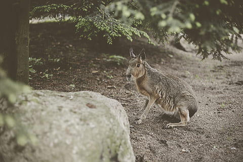 brązowy, zając, ziemia, ssak, kangur, zwierzę, wallaby, gryzoń, dzikiej przyrody, antylopa, psi, zestaw lis, lis, ogród zoologiczny, skała, łupek, Królik, Koza, ryś, chodnik, tematy zwierzęce, jedno zwierzę, drzewo, zwierzęca przyroda, kręgowiec, żadnych ludzi, zwierzęta na wolności, dzień, Natura, roślina, wylądować, solidny, selektywne skupienie, rock - obiekt, na dworze, wiewiórka, 2K, CC0, domena publiczna, darmowe zdjęcia