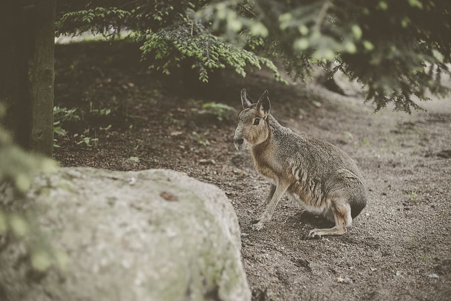 marró, llebre, sòl, mamífer, cangur, animal, wallaby, rosegador, vida salvatge, antílop, caní, kit de guineu, guineu, zoo, rock, pissarra, conill, cabra, linx, passarel·la, temes d'animals, un animal, arbre, fauna animal, vertebrats, cap gent, animals a la natura, dia, naturalesa, planta, terra, sòlid, enfocament selectiu, rock - object, a l'aire lliure, esquirol, 2K