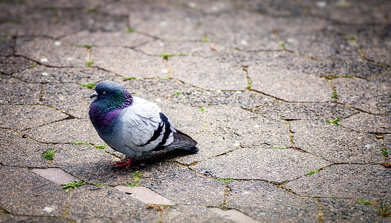 pigeon, stone, ground, bricks, bird, nature, rest, city, brick, animal wildlife, one animal, animals in the wild, vertebrate, day, no people, footpath, full length, high angle view, close-up, outdoors, gray, focus on foreground, perching, 4K, CC0, public domain, royalty free