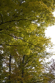 groene bladboom, takken, natuur, planten, bomen, boom, fabriek, groei, lage hoekweergave, schoonheid in de natuur, groene kleur, geen mensen, dag, kalmte, tak, land-, buitenshuis, Bos, Boomkap, hemel, scenics - natuur, herfst, groot hoog, idyllisch, direct onder, 5K, CC0, publiek domein, royaltyvrij