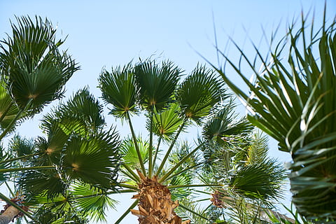 palme, palma palmyra asiatica, sfondo, bellissimo, cielo blu, rami, luminosa, giorno, luce del giorno, ambiente, esotico, verde, crescita, isola, le foglie, colpo basso angolo, natura, all'aperto, foglie di palma, parco, Phuket, rilassante, cielo, Tailandia, turismo, viaggio, alberi, tropicale, pianta, Inquadratura dal basso, albero, colore verde, nessuno, Palma, bellezza nella natura, clima tropicale, cielo sereno, foglia, ramo, la tranquillità, parte vegetale, freschezza, avvicinamento, foglia di palma, Pino, palma da cocco, albero di conifere, albero tropicale, spinoso, 5K, CC0, dominio pubblico, privo di copyright