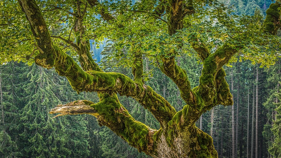 castanya, molsa, bosc, estètic, vell, naturalesa, kleinwalsertal, Austràlia, planta, arbre, creixement, color verd, bellesa a la natura, tranquil·litat, cap gent, dia, terra, tronc de l'arbre, tronc, medi ambient, escena tranquil·la, a l'aire lliure, escenics - natura, fullatge, exuberant fullatge, paisatge, selva tropical, 5K