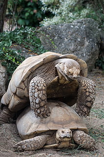 turtle, turtles, mating, poking, zoo, nature, range, shell, animal, animals, animal wildlife, reptile, animals in the wild, animal themes, no people, focus on foreground, tortoise, day, vertebrate, close-up, solid, one animal, land, animal shell, field, sculpture, 5K, CC0, public domain, royalty free