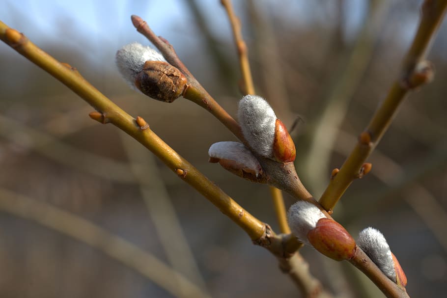 willow catkin, jaro, velikonoční, práce na zahradě, louka, den matek, zelená, Příroda, idylický, calden, růst, rostlina, nikdo, detail, kočička vrba, stonek rostliny, větvička, zaměřit se na popředí, den, větev, strom, selektivní zaměření, ovoce, začátky, pupen, krása v přírodě, jídlo, venku, slunečního světla, 4K