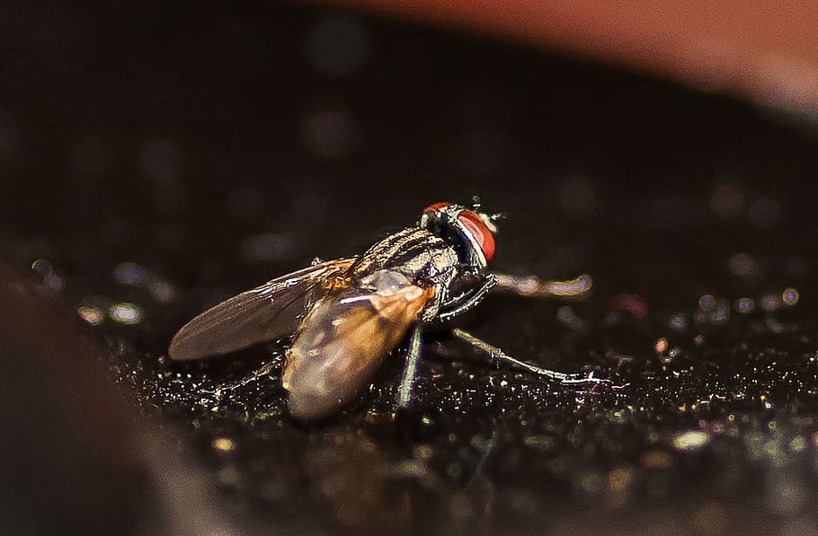 insecte, volar, macro, primer pla, temes d'animals, animal, fauna animal, invertebrat, animals a la natura, un animal, enfocament selectiu, cap gent, naturalesa, dia, ala dels animals, mosca domèstica, a l'aire lliure, part del cos dels animals, primer pla extrem, nivell superficial, 5K