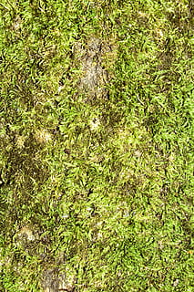 aldrende, tilbage, kulisse, baggrund, Brun, dække over, snavset, flora, Skov, foran, græs, græsklædte, grøn, urt, jord, græsplæne, blad, forlade, lys, makro, materiale, rodet, mos, gammel, organisk, mønster, plante, ru, sollys, overflade, struktur, tekstureret, grøn farve, fuld ramme, vækst, natur, baggrunde, ingen mennesker, høj vinkel visning, dag, skønhed i naturen, Mark, udendørs, ro, løv, frodig løv, træ, miljø, 4K, CC0, offentligt domæne, royaltyfrie