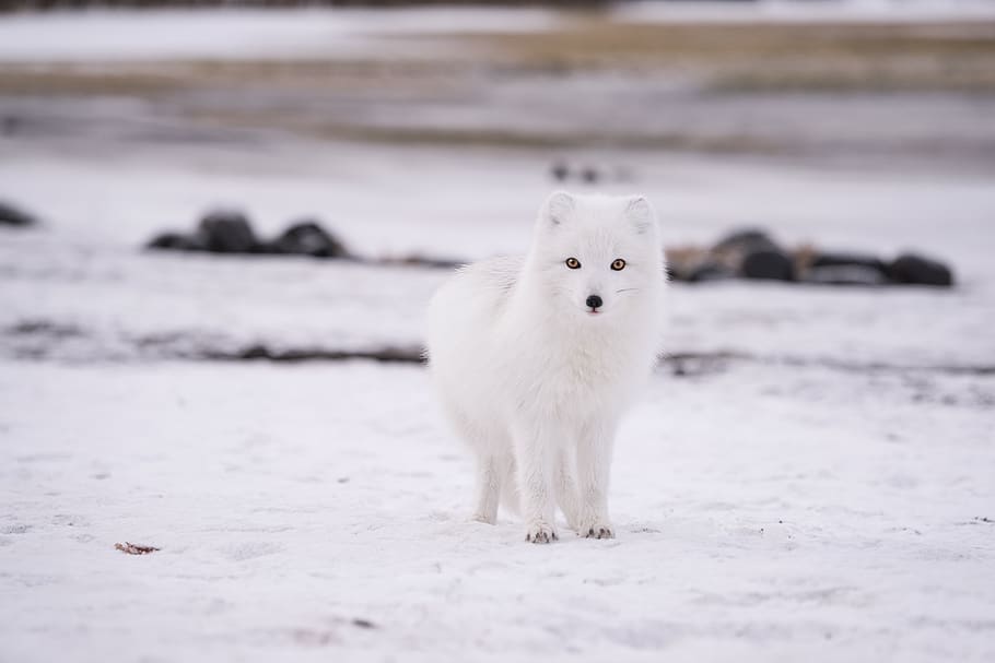 neu, hivern, blanc, fred, temps, gel, animal, pell, naturalesa, temes d'animals, mamífer, un animal, temperatura de fred, Color blanc, mascotes, enfocament selectiu, nacional, vertebrats, animals domèstics, cap gent, terra, dia, retrat, mirant la càmera, 5K