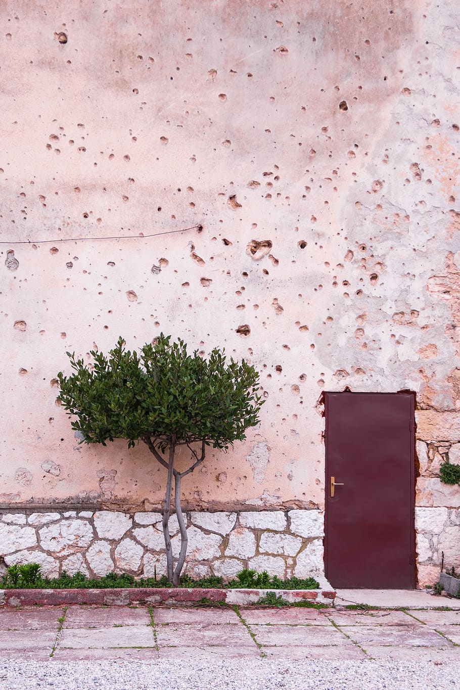 albero dalle foglie verdi, parete, porta, pianta, sentiero, passerella, albero, muro di pietra, marciapiede, pietra da lastrico, fiore, fiorire, mattone, geranio, terra, corrimano, ringhiera, arte, murale, pittura, architettura, struttura costruita, nessuno, caratteristica della parete, giorno, natura, esterno dell'edificio, crescita, Entrata, all'aperto, costruzione, assenza, colore rosa, muro di mattoni, Casa, 4K