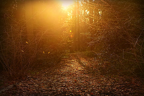 pădure, parc, cale, lumina soarelui, de aur, pitoresc, copac, teren, plantă, natură, liniște, nici o persoana, frumusețe în natură, creştere, calea de urmat, toamnă, scenă non-urbană, direcţie, lentila flacara, culoare portocalie, o scenă liniștită, frunze, Schimbare, în aer liber, Streaming, luminos, 4K, CC0, domeniu public, fără drepturi de autor