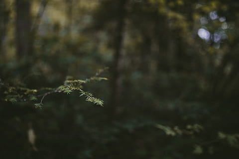 avet, pi, bosc, fosc, trist, DOF, profunditat de camp, branca, verd, arbre, fullatge, canviant d'humor, humor, de fulla perenne, Nadal, fons de pantalla, planta, naturalesa, terra, primer pla, cap gent, creixement, dia, enfocament selectiu, a l'aire lliure, centrar-se en primer pla, bellesa a la natura, color verd, tranquil·litat, arbre de coníferes, fragilitat, vulnerabilitat, bosc de pi, 5K, CC0, domini públic, lliure de regalies