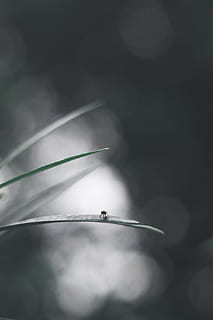 husflyvning på blad, tæt på, ingen mennesker, plante, skønhed i naturen, selektiv fokusering, skrøbelighed, natur, sårbarhed, friskhed, vækst, blomst, dyre temaer, dag, dyr, fokus på forgrunden, udendørs, et dyr, blomstrende plante, hvirvelløse, insekt, blødhed, græsblad, 5K, CC0, offentligt domæne, royaltyfrie