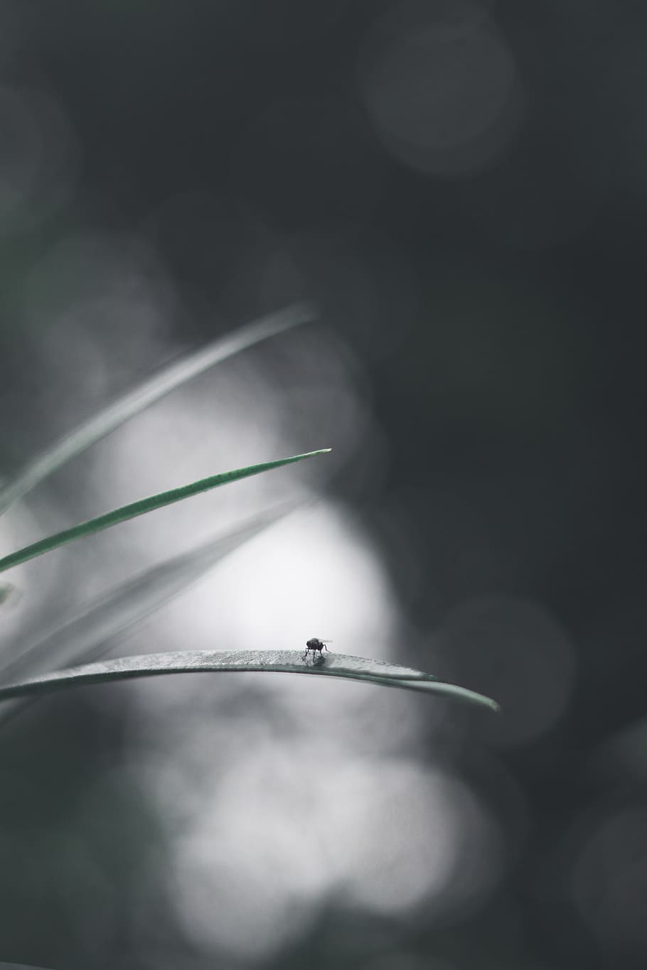 husflyvning på blad, tæt på, ingen mennesker, plante, skønhed i naturen, selektiv fokusering, skrøbelighed, natur, sårbarhed, friskhed, vækst, blomst, dyre temaer, dag, dyr, fokus på forgrunden, udendørs, et dyr, blomstrende plante, hvirvelløse, insekt, blødhed, græsblad, 5K