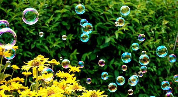 Seifenblasen, bunt, Sommer-, schweben, leicht, Leichtigkeit, Seifenblasen machen, Seifenwasser, Bälle, Zerbrechlichkeit, Verletzlichkeit, Pflanze, Blume, Blase, blühende Pflanze, Nahansicht, Wachstum, Natur, Frische, keine Leute, Schönheit in der Natur, in der Luft, Tag, Fokus auf den Vordergrund, grüne Farbe, Seifenlauge, draußen, mehrfarbig, Kugel, Blütenkopf, lila, 5K, CC0, gemeinfrei, lizenzfrei