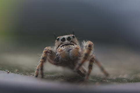 aranha marrom, temas animais, animal, um animal, animais selvagens, animais em estado selvagem, foco seletivo, aracnídeo, retrato, aranha, invertebrado, artrópode, ninguém, inseto, fechar-se, parte do corpo animal, zoologia, dia, aranha saltadora, ao ar livre, natureza, perna de animal, olho animal, 4K, CC0, domínio público, royalty free
