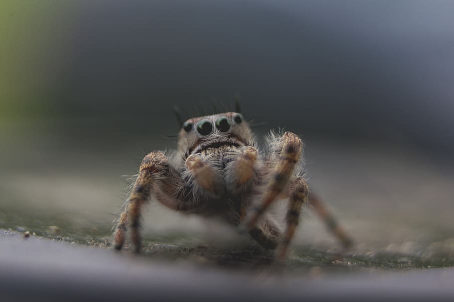 aranha marrom, temas animais, animal, um animal, animais selvagens, animais em estado selvagem, foco seletivo, aracnídeo, retrato, aranha, invertebrado, artrópode, ninguém, inseto, fechar-se, parte do corpo animal, zoologia, dia, aranha saltadora, ao ar livre, natureza, perna de animal, olho animal, 4K