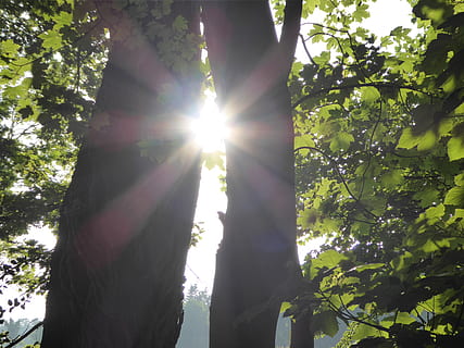 Skov, træ, sol, sollys, Sunray, solopgang, sommer, grøn, afdeling, grønne, udendørs, natur, naturlig, plante, linseflare, solstråle, vækst, dag, lav vinkel visning, træstamme, bagagerum, himmel, skønhed i naturen, solrig, ro, ingen mennesker, streaming, 4K, CC0, offentligt domæne, royaltyfrie