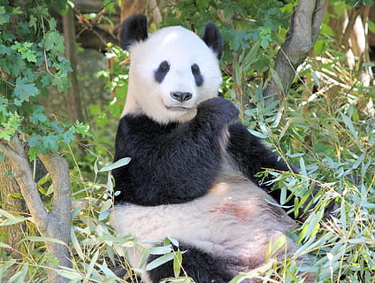 ağaç üzerinde panda, panda - hayvan, hayvan temaları, hayvan, hayvan yaban hayatı, bir hayvan, memeli, bitki, vahşi hayvanlar, dev panda, omurgalı, doğa, insansız, gün, bitki bölümü, Yaprak, nesli tükenmekte olan türler, yemek yiyor, oturma, ayı, açık havada, bambu - bitki, otçul, 4K, CC0, kamu malı, telif ücretsiz