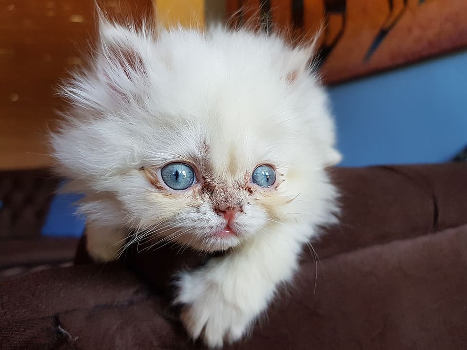 scaredy kat, killing, indenlandske, husdyr, kæledyr, pattedyr, dyre temaer, indenlandske kat, kat, dyr, feline, et dyr, hvirveldyr, bakkenbart, ungt dyr, portræt, tæt på, dyr kropsdel, kigger på kameraet, fokus på forgrunden, ingen mennesker, dyr hoved, dyr øje, perser kat, 4K