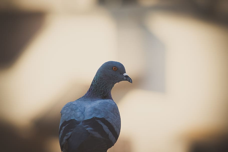 colom gris, ocell, animal, Índia, colom, gandhinagar, bec, primer pla, ulls, ales, volant, planta, flor, gerani, Agelaius, merla, pinzell, cap, moda, temes d'animals, vertebrats, un animal, fauna animal, animals a la natura, cap gent, dia, colom - ocell, centrar-se en primer pla, naturalesa, colom de dol, a l'aire lliure, posat, enfocament selectiu, part del cos dels animals, llum solar, cap d’animals, 5K