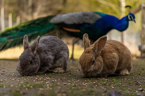 dyr, hare, kanin, påske, søt, dyr verden, pattedyr, ører, bunny, gård, landlig, liten, Augen, morsom, utsikt, pels, nærbilde, dyre temaer, gruppe dyr, dyreliv, virveldyr, to dyr, ingen folk, dyr i naturen, selektiv fokusering, natur, dag, land, ungt dyr, husdyr, utendørs, fokusere på forgrunnen, kjæledyr, innenlands, dyrfamilie, 5K, CC0, offentlig domene, opphavsrett gratis
