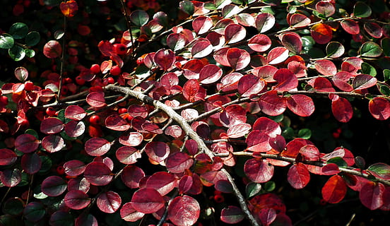 Zwergmispel, Buchse, Laub, rot, Herbst, Farben, Garten, Perlen, Natur, schneidig, Nahansicht, Schönheit in der Natur, Wachstum, Pflanze, Pflanzenteil, Blatt, Frische, Blume, Verletzlichkeit, blühende Pflanze, Zerbrechlichkeit, keine Leute, Tag, pinke Farbe, Blütenblatt, draußen, Vollbild, Blütenkopf, Frühling, Veränderung, Blätter, Blumenstrauß, kastanienbraun, 2K, CC0, gemeinfrei, lizenzfrei