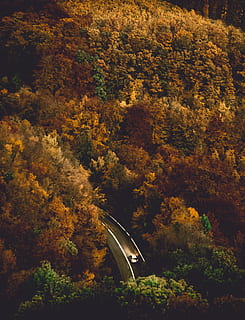 aerial, photography, trees, daytime, tree, tone, brown, road, autumn, forest, transportation, mode of transportation, change, plant, no people, day, nature, beauty in nature, high angle view, outdoors, scenics - nature, travel, growth, land, orange color, tranquility, landscape, non-urban scene, 5K, CC0, public domain, royalty free