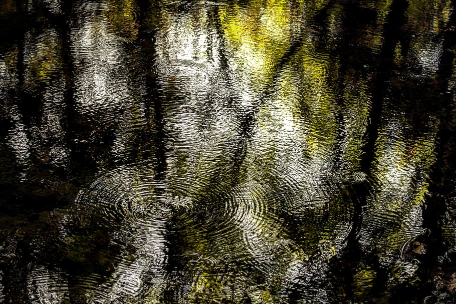 lac, curent, torent, râu, apă, suprafața apei, valuri, oscilaţie, undele de apă, reflecţie, copaci, copac, vară, verde, viaţă, circulaţie, mişcare, deformare, natură, pădure, cadru complet, fundaluri, nici o persoana, texturată, a închide, plantă, zi, creştere, model, frumusețe în natură, trunchi de copac, trompă, în aer liber, modelul natural, latra, texturat efect, 4K