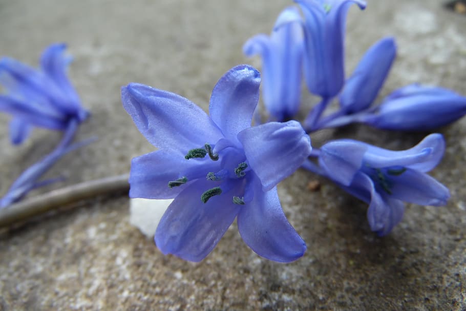 blau-violeta, gris, flor, primavera, naturalesa, flors, planta amb flors, planta, porpra, fragilitat, bellesa a la natura, vulnerabilitat, frescor, primer pla, pètal, inflorescència, cap de flor, creixement, cap gent, blau, centrar-se en primer pla, a l'aire lliure, botànica, dia, pol·len, suavitat, 4K