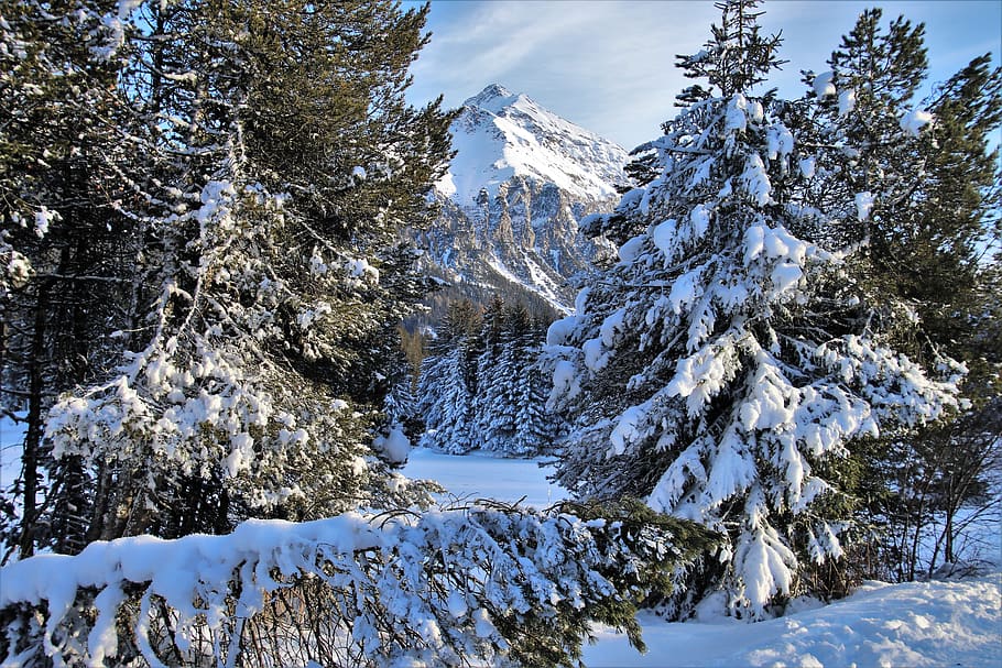 pic, alpí, bosc, vista, neu, blanc, nevat, hivern, fred, congelat, humor, llums antiboira, muntanyes, arbres, idíl·lic, figura, la temporada de fred, crepuscle, desembre, paisatge, pi, gelades, temperatura de fred, arbre, bellesa a la natura, planta, escenics - natura, tranquil·litat, escena tranquil·la, naturalesa, dia, muntanya, muntanya nevada, terra, medi ambient, Color blanc, escena no urbana, cobertura, cap gent, arbre de coníferes, cim de muntanya, formació, 5K