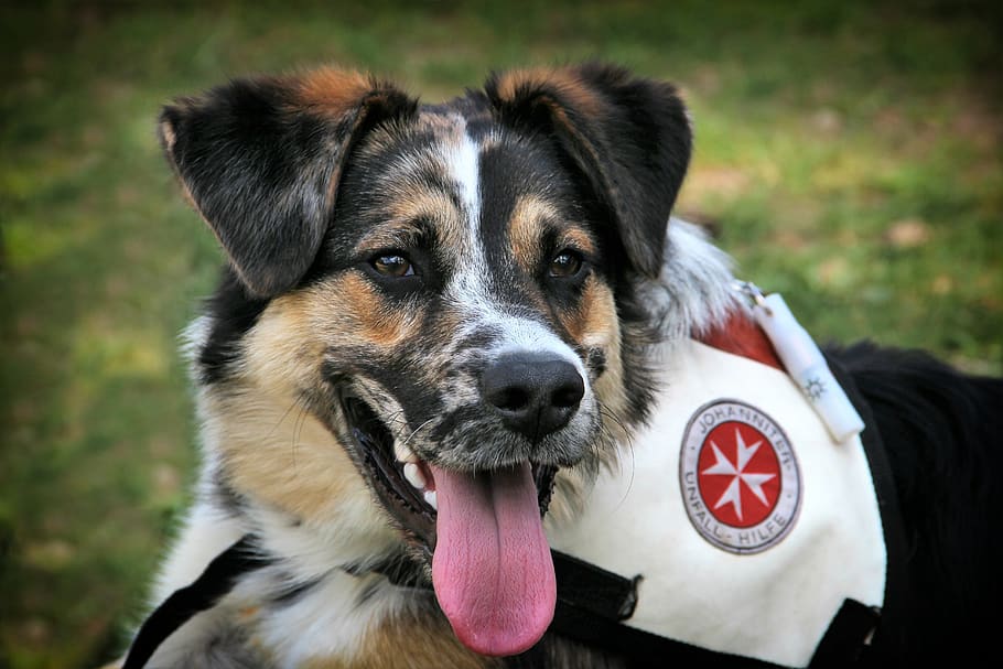 hund, redde, Hjælp, uddannelse, Gemme, spore, dyr, kæledyr, ung, ven, portræt, redningsmand, hunde, pattedyr, et dyr, husdyr, indenlandske, hvirveldyr, fokus på forgrunden, tæt på, dag, dyr kropsdel, ingen mennesker, kigger på kameraet, stikker ud tungen, ansigtsudtryk, munden åben, 5K